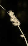 Foxtail sedge